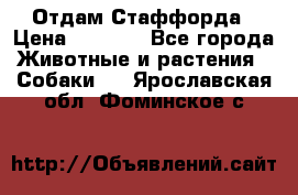 Отдам Стаффорда › Цена ­ 2 000 - Все города Животные и растения » Собаки   . Ярославская обл.,Фоминское с.